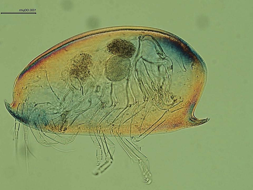 Dactylocythere amphiakis, recovered from the Cavespring crayfish, Cambarus tenebrosus, Warren County, KY. Photo credit: Bronwyn W. Williams.