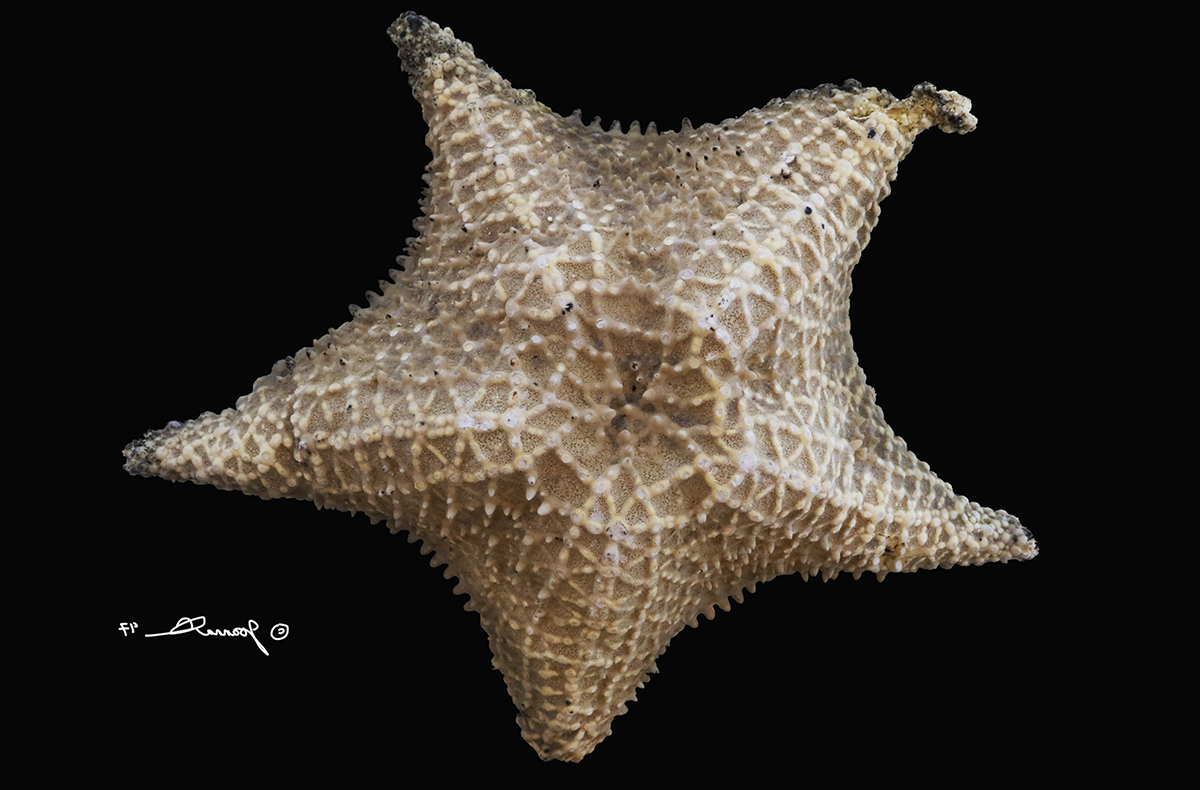 Oreaster reticulatus. Photo credit: Joanna Cox.